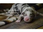 Miniature Australian Shepherd Puppy for Sale - Adoption, Rescue