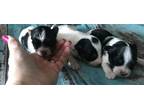 Biewer Puppy for Sale - Adoption, Rescue
