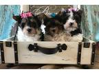 Biewer Puppy for Sale - Adoption, Rescue
