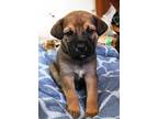 Otis-pre adoptable puppy, ready May 16 Mastiff Puppy Male