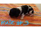 Cavalier King Charles Spaniel Puppy for Sale - Adoption, Rescue