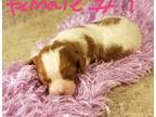 Cavalier King Charles Spaniel Puppy for Sale - Adoption, Rescue