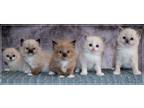 Available Tica Ragdoll Kittens! =^._.^=