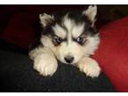 Siberian Husky Puppy for Sale - Adoption, Rescue