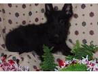 Scottish Terrier Puppy for Sale - Adoption, Rescue