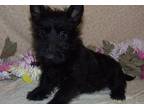 Scottish Terrier Puppy for Sale - Adoption, Rescue