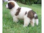 AKC Male And Female Saint Bernard Puppies Ready For A Caring Home