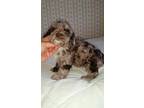 Cockapoo Puppy for Sale - Adoption, Rescue