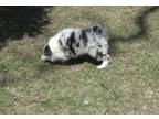Border Collie Puppy for Sale - Adoption, Rescue