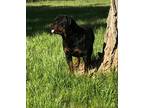 Akc Male Rottweiler For Stud -Ofa Certified
