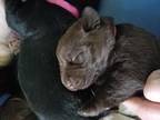 Akc Labrador Retriever Puppies Choc Males