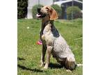 Daphne Bluetick Coonhound Young Female