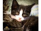 Seneca Domestic Shorthair Kitten Female
