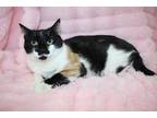 Miss Kitty Calico Adult - Adoption, Rescue