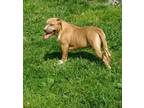 American Staffordshire Terrier Puppy for Sale - Adoption, Rescue