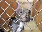 Achilles Pit Bull Terrier Adult - Adoption, Rescue
