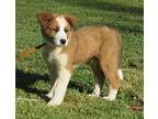 PUPPY BLAKE Great Pyrenees Young Male