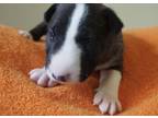 Bull Terrier Puppy for Sale - Adoption, Rescue