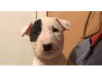 Miniature Bull Terrier Puppy for Sale - Adoption, Rescue