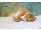 Simba Maine Coon Adult Male