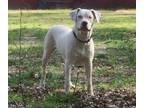 Dogo Argentino Puppy for Sale - Adoption, Rescue