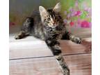 New!!!Elite Maine Coon Kitten From Europe With Excellent Pedigree. Male.