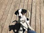 Fidget_2018 Beagle Puppy Male
