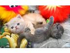 New! Elite Exotic Shorthair Kittens From Europe. In Excellent Breed Type.