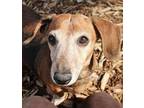 Toad-Low fees, neutered Dachshund Senior Male