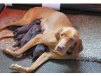 Weimaraner Puppy for Sale - Adoption, Rescue