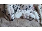 Dalmatian Puppy for Sale - Adoption, Rescue