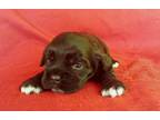 Cocker Spaniel Puppy for Sale - Adoption, Rescue