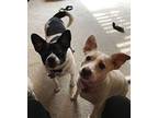 Amy & Frankie in Dallas Jack Russell Terrier Young Female
