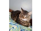 Penny Maine Coon Adult Female