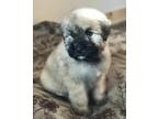 Bouvier des Flandres Puppy for Sale - Adoption, Rescue