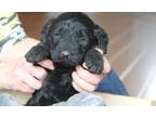 Newfoundland Puppy for Sale - Adoption, Rescue