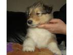 Collie Puppy for Sale - Adoption, Rescue