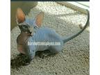 Sphynx &Bambino Kittens Available Ready Now Text [phone removed]