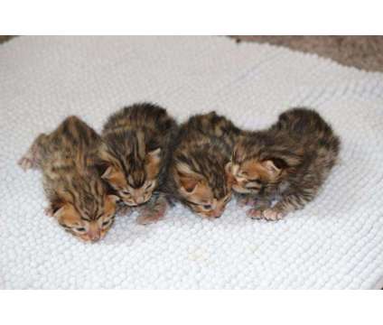 Tica Registered Bengal Kittens - KITTENS ARE HERE is a Female Bengal Kitten For Sale in Belfair WA