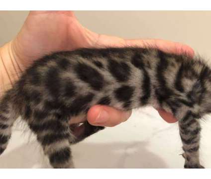 Tica Registered Bengal Kittens - KITTENS ARE HERE is a Female Bengal Kitten For Sale in Belfair WA