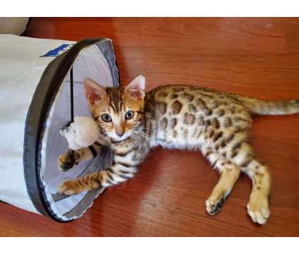 Tica Registered Bengal Kittens - KITTENS ARE HERE is a Female Bengal Kitten For Sale in Belfair WA