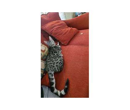 Tica Registered Bengal Kittens - KITTENS ARE HERE is a Female Bengal Kitten For Sale in Belfair WA