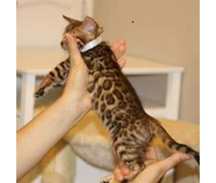 Tica Registered Bengal Kittens - KITTENS ARE HERE is a Female Bengal Kitten For Sale in Belfair WA