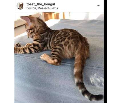 Tica Registered Bengal Kittens - KITTENS ARE HERE is a Female Bengal Kitten For Sale in Belfair WA