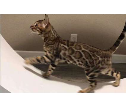 Tica Registered Bengal Kittens - KITTENS ARE HERE is a Female Bengal Kitten For Sale in Belfair WA