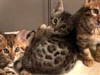 Bengal Kittens - TICA, CFA, TIBCS Registered Cattery KITTENS - AVAILABLE NOW