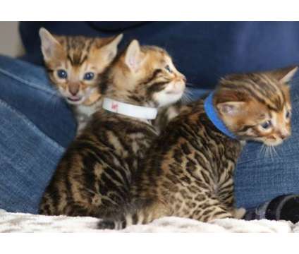 Bengal Kittens - TICA, CFA, TIBCS Registered Cattery KITTENS - AVAILABLE NOW is a Male Bengal Young For Sale in Belfair WA
