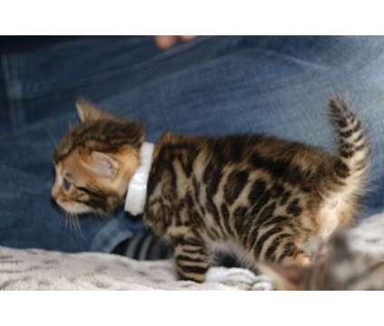 Bengal Kittens - TICA, CFA, TIBCS Registered Cattery KITTENS - AVAILABLE NOW is a Male Bengal Young For Sale in Belfair WA