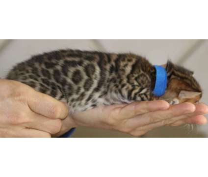 Bengal Kittens - TICA, CFA, TIBCS Registered Cattery KITTENS - AVAILABLE NOW is a Male Bengal Young For Sale in Belfair WA