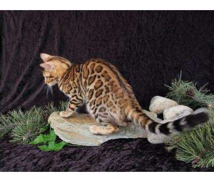 TICA &amp; CFA Registered Bengals - WE HAVE BABIES :) is a Male Bengal Young For Sale in Olympia WA